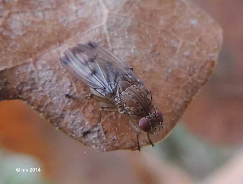 Opomyza?  No, Suillia variegata (Heleomyzidae)